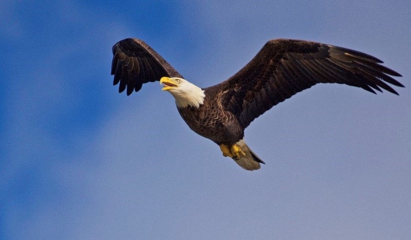 Annual Visitors - American Bald Eagle | Florida State Parks